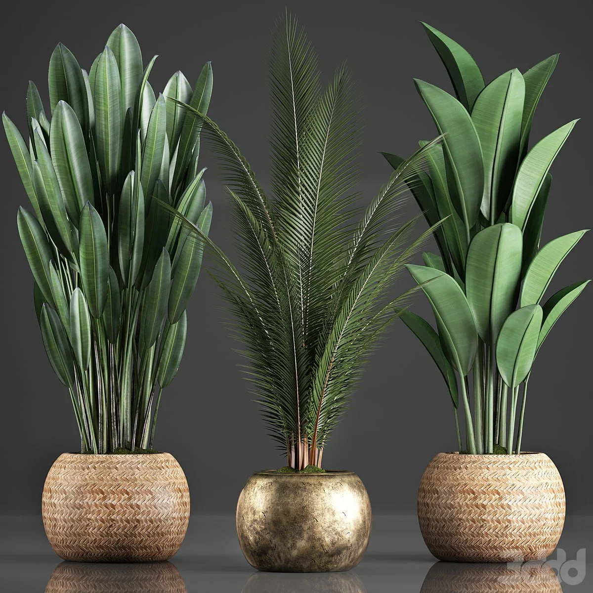 Collection of 360 plants. Banana, coconut tree, strelitzia, basket, rattan, indoor plants, strelitzia, eco design
